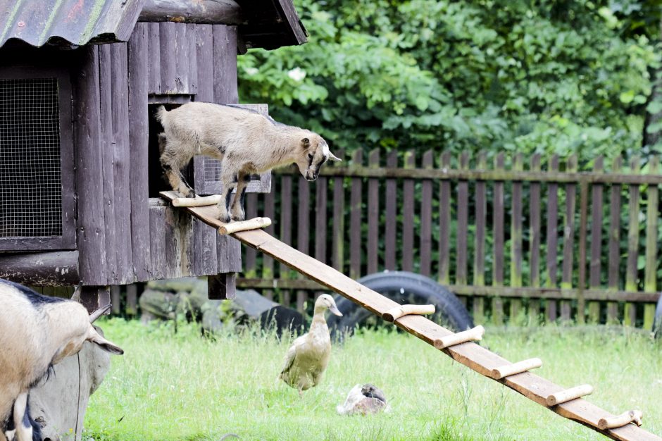 Suskaičiuokime jauniklius Lietuvos zoologijos sode