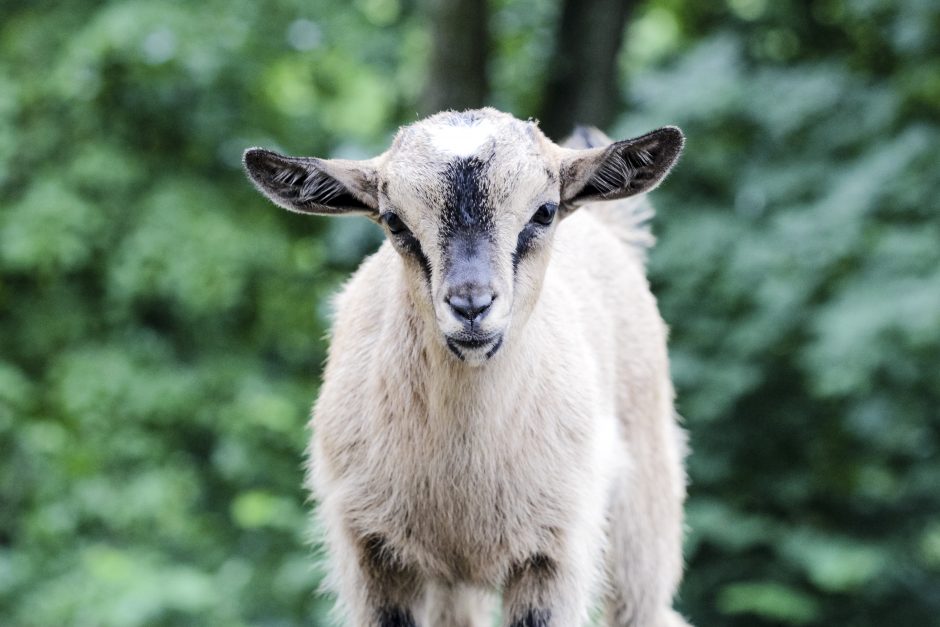 Suskaičiuokime jauniklius Lietuvos zoologijos sode