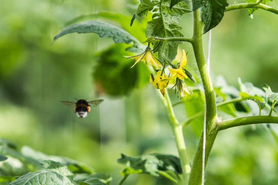 Lietuvoje jau sodinami egzotiniai pomidorai, juos užmegzti padės kamanės