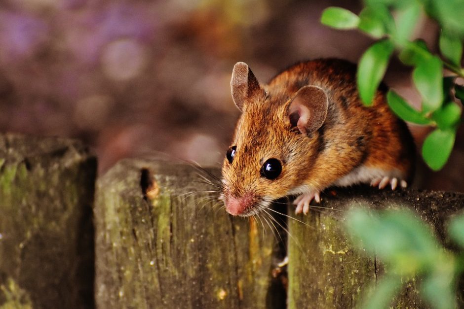 Pelės žmones apniko jau prieš 15 tūkst. metų