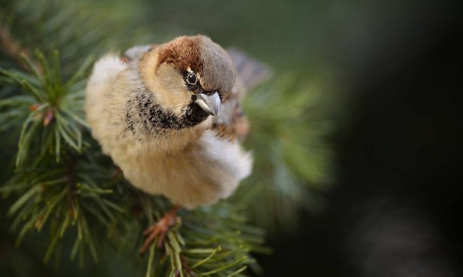 Kokiems paukščiams galime padėti žiemą iškeldami inkilus?
