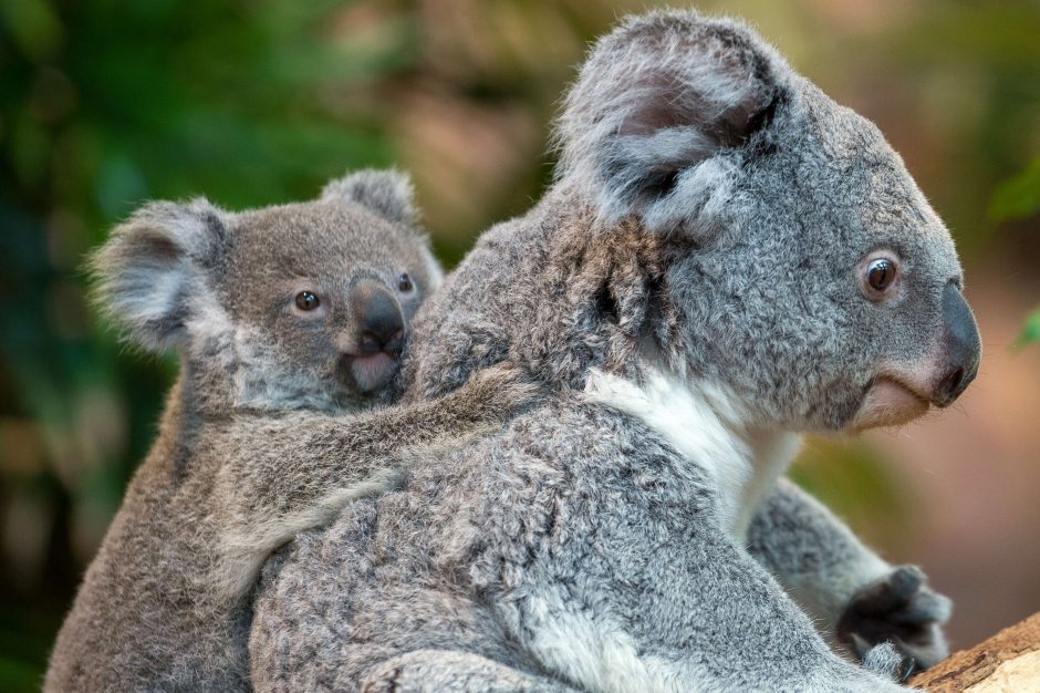 Australijoje išžudyta šimtai koalų