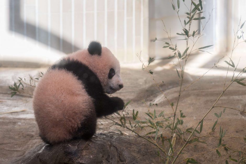 Mažylė panda pirmą kartą debiutavo prieš kameras