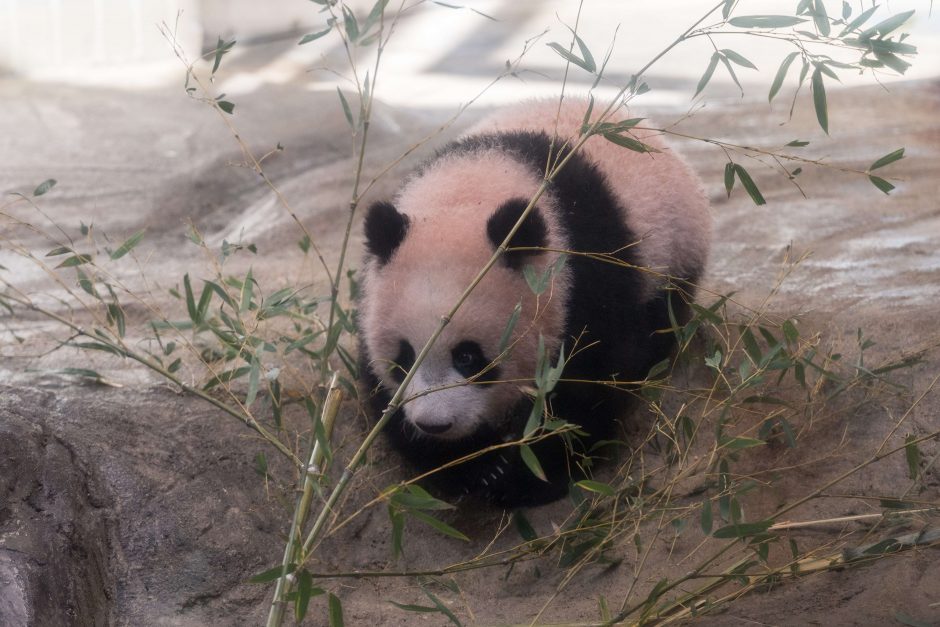 Japonijos zoologijos sode mažylė panda pirmą kartą debiutavo prieš kameras