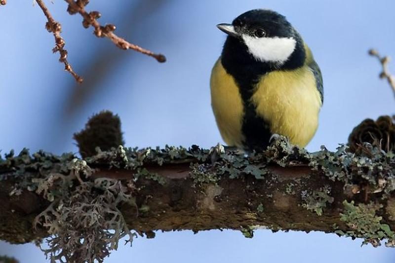 Miesto triukšmas keičia paukščių giesmes ir jie neberanda poros