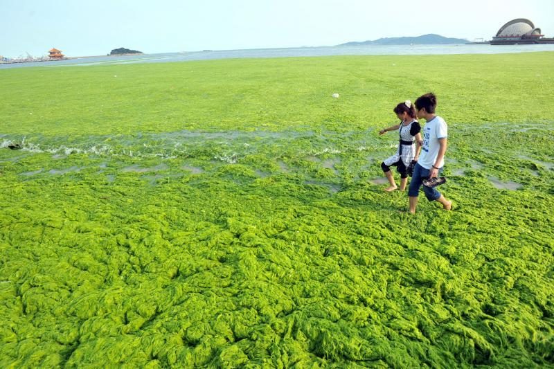 Populiariausią Kinijos paplūdimį užvertė žydintys dumbliai
