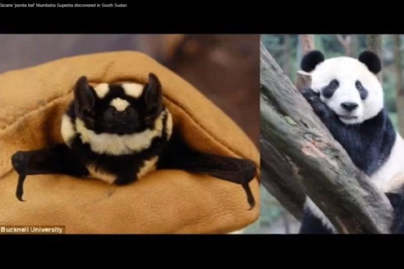 Nauja šikšnosparnių–pandų rūšis atrasta Pietų Sudane