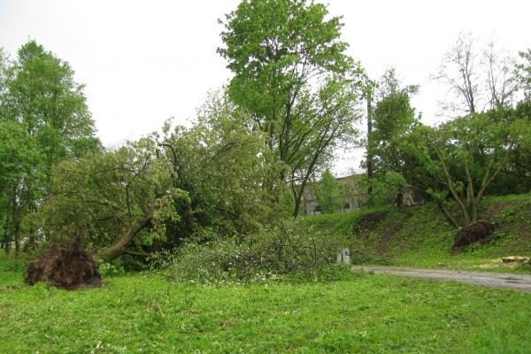 Vėtra Kaune išvartė medžius