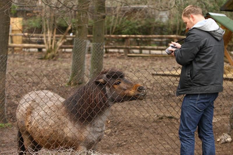 Naujo Lietuvos zoologijos sodo sezono vinis –  tigras Edas 