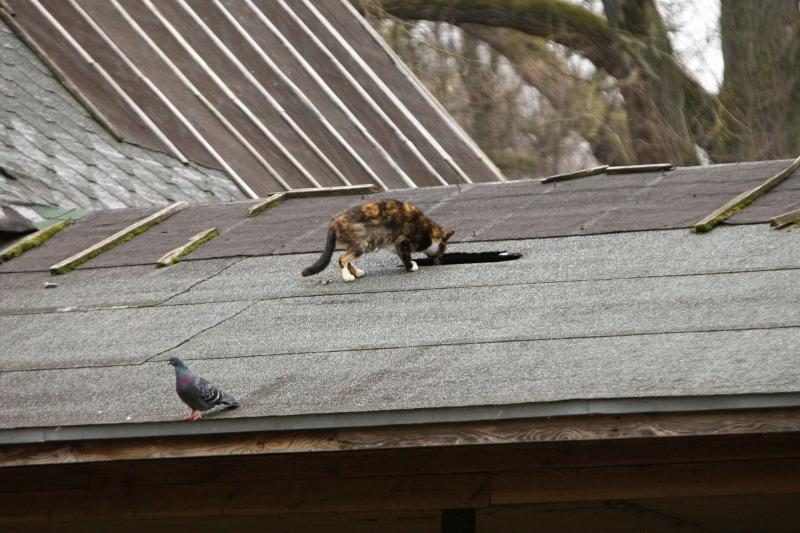 Naujo Lietuvos zoologijos sodo sezono vinis –  tigras Edas 