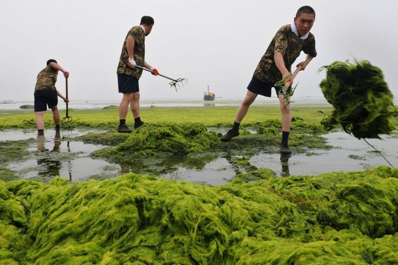 Populiariausią Kinijos paplūdimį užvertė žydintys dumbliai