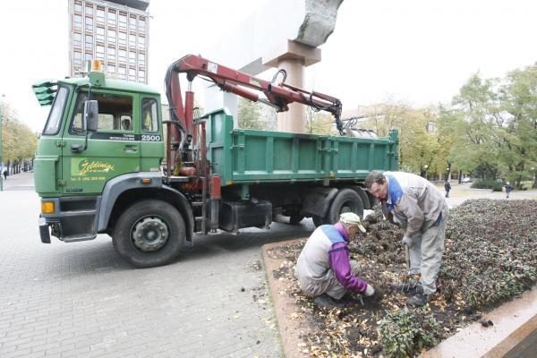 Klaipėda pasipuošė našlaitėmis