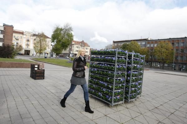 Klaipėda pasipuošė našlaitėmis