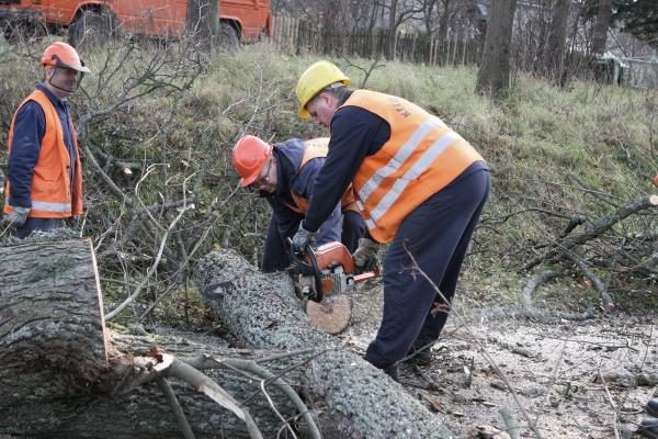 Kelininkai išraus medžius prie Plytinės kelio