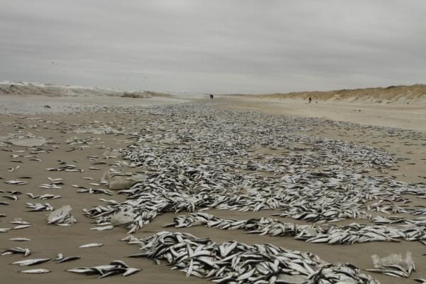 Negyvas žuvis Smiltynėje renka talkininkų pajėgos (papildyta)