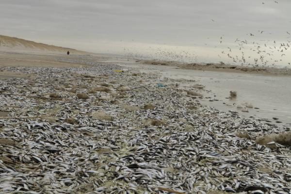 Negyvas žuvis Smiltynėje renka talkininkų pajėgos (papildyta)