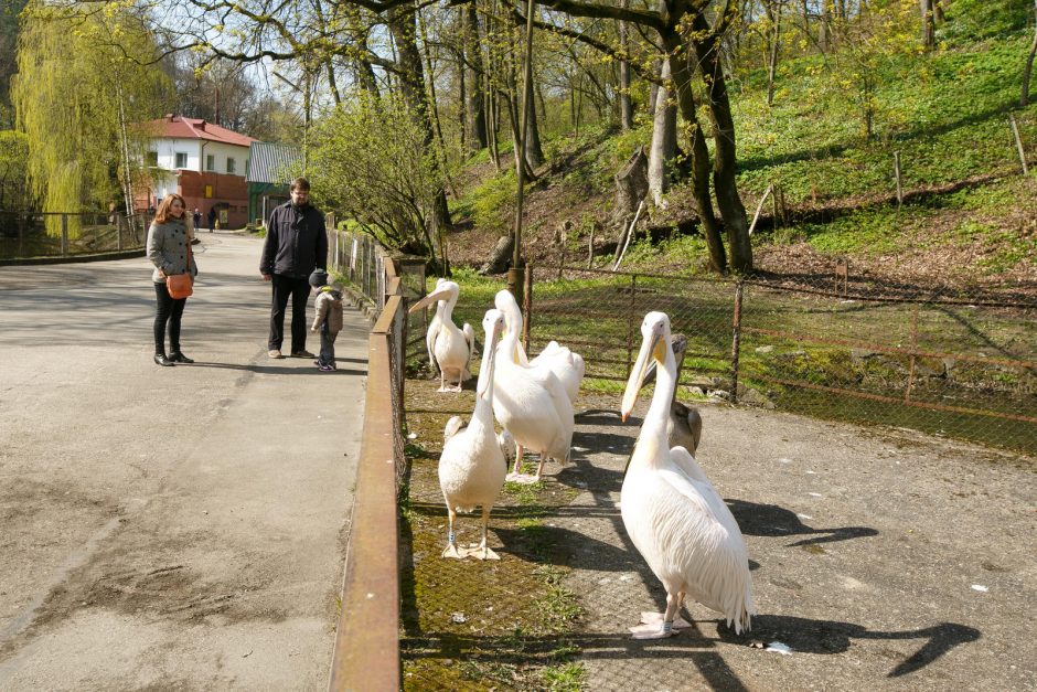 Zoologijos sodo sezono atidaryme – gyvūnų debiutai