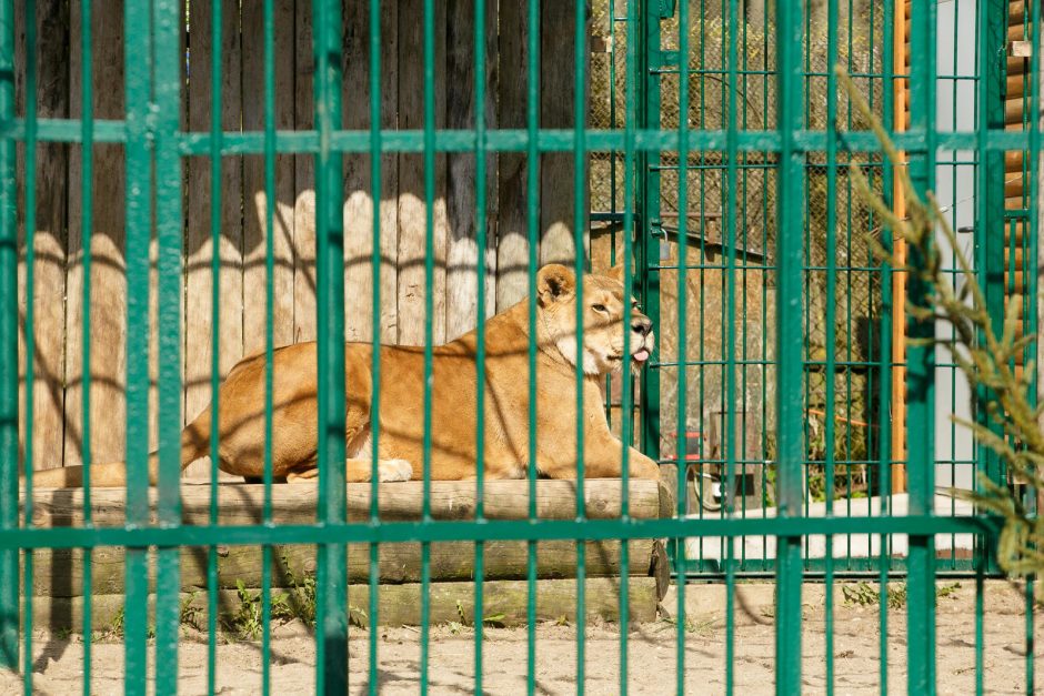 Zoologijos sodo sezono atidaryme – gyvūnų debiutai