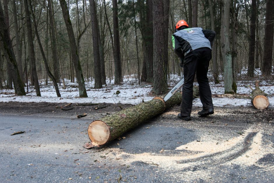 Kleboniškio miške virsta medžiai  