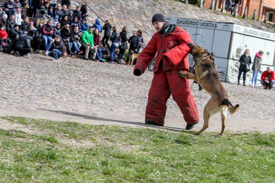 Kaune pirmąkart paminėta Šuns diena: vicemeras atsivežė keturkoję Pamelą