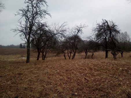 Skelbimas - Parduodama senoviška sodyba Norkūnų k., Rokiškio r. su 18,79 ha sklypa