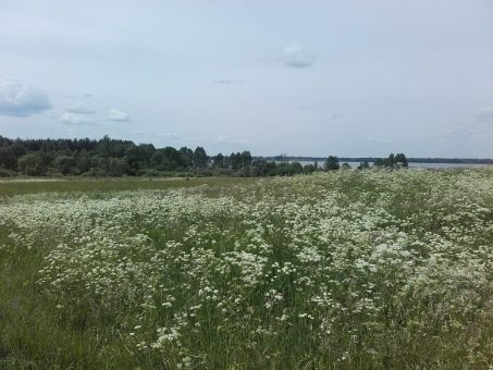 Skelbimas - Sklypas prie Dysnų ež.,Ignalinos raj.