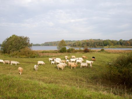 Skelbimas - Parduodamas sklypas prie Alšios ežero, šalia Pieštuvėnų piliakalnio