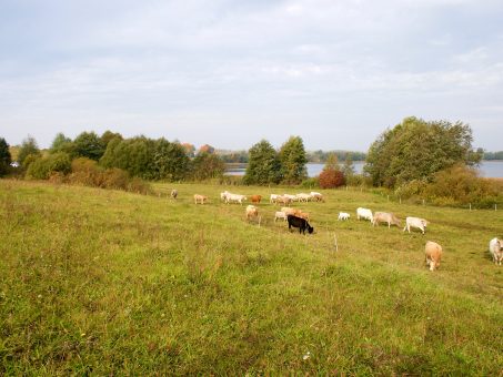 Skelbimas - Parduodamas sklypas prie Alšios ežero, šalia Pieštuvėnų piliakalnio