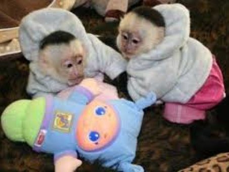 Skelbimas - Primatai parduodami mylinčioms ir rūpestingoms šeimoms.