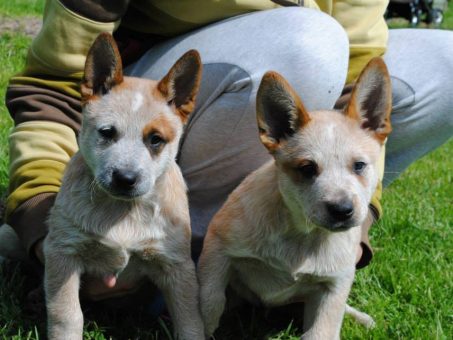 Skelbimas - Australian Cattle Dog