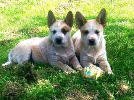 Skelbimas - Australian Cattle Dog