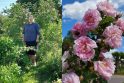Klesti: kai kurie rožių krūmai A.Širinskienės sode – jau virš 2 m aukščio.