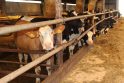 Plėtra: A. ir G.Galminai melžiamų karvių skaičių planuoja padvigubinti ir šiuo metu stato naują tvartą.