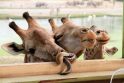 Afrika: jau geriau Atgimimo aikštėje žirafos staipytųsi, linksmindamos žmones.