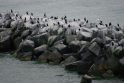 Sanitarai: viena iš mėgstamų kormoranų vietų yra pietinis uosto molas.