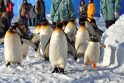 Japonijoje tebeieškoma pasprukusio pingvino