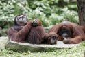 Sumatros orangutanai vilkina lytinę brandą