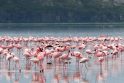 Rožiniai flamingai plūsta į Meksikos žiemos kurortą