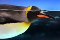 Pingvinų patinėlių pora peri kiaušinį   