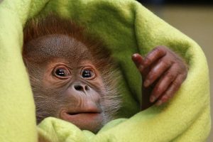 Berlyno zoologijos sodo žvaigždė orangutanė Riekė iškeliauja į Angliją 