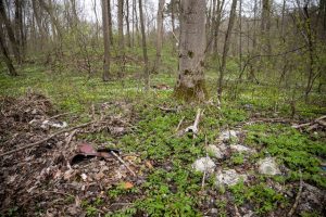 Skaudi atomazga: policijos ieškotas jaunuolis rastas negyvas miške