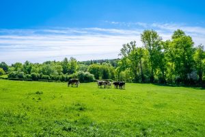 ŽŪM: iki gegužės 15 dienos smulkūs ūkiai dar gali pretenduoti į palankią paramą