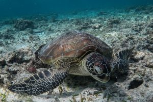 Japonijoje žvejys mirtinai subadė dešimtis saugomų vėžlių