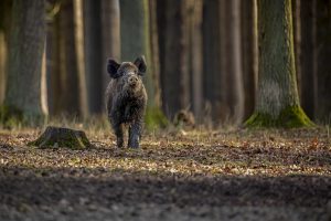 Įspėja: pirmasis afrikinio kiaulių maro protrūkis – Skandinavijoje