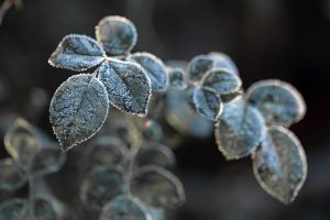 Dargana nerimą kelia sodininkams ir ūkininkams: kaip apsaugoti augalus nuo šalčių?