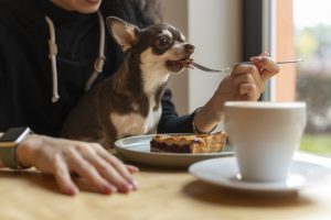 Augintinius į kavines atsivedančius žmones varsto žvilgsniais: galvoja, kad šuo – tik prie būdos