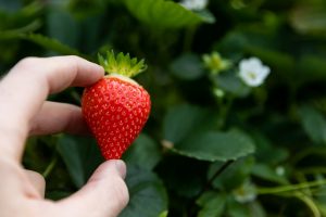 Puiki žinia uogų mėgėjams: jau galima skanauti lauke sunokusių lietuviškų braškių