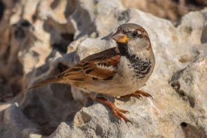 Kaip paukščiai išmoksta vieni kitų kalbą?