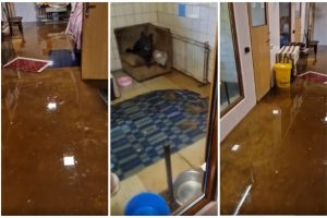Kauno „Lesė“ užtvindyta vandeniu: gyvūnų prieglauda prašo pagalbos