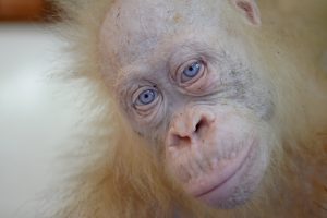Vienintelis pasaulio orangutangas albinosas pratinasi prie gyvenimo džiunglėse